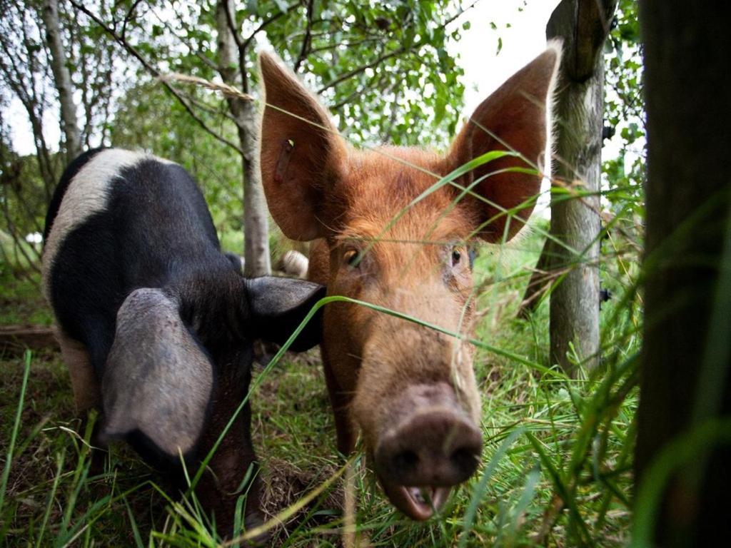 Ballylagan Organic Farm Straid  Экстерьер фото